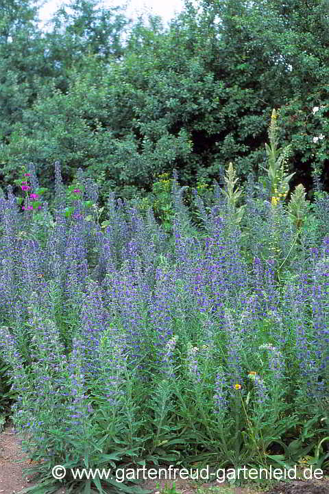 Echium vulgare – Gewöhnlicher Natternkopf