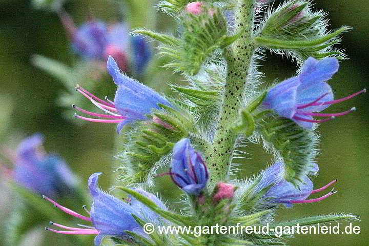 Echium vulgare – Gewöhnlicher Natternkopf, Blüten