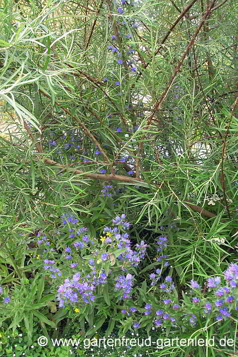 Echium vulgare – Gewöhnlicher Natternkopf unter einer Weide