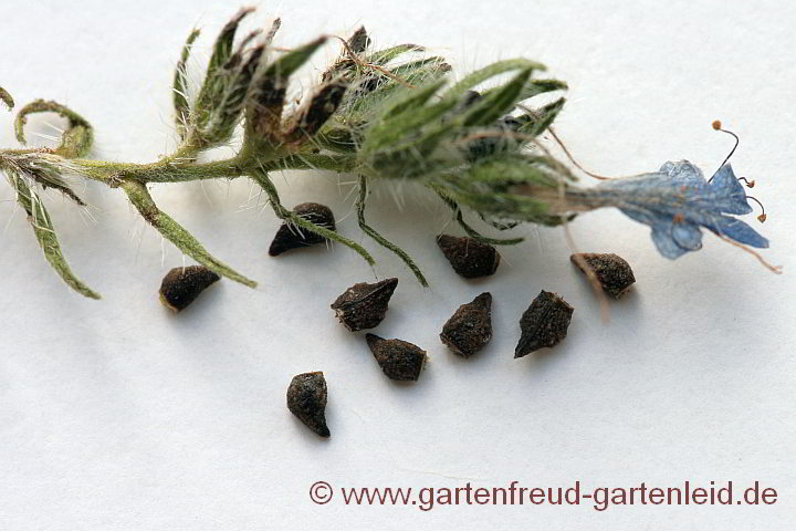 Echium vulgare – Gewöhnlicher Natternkopf, Samen