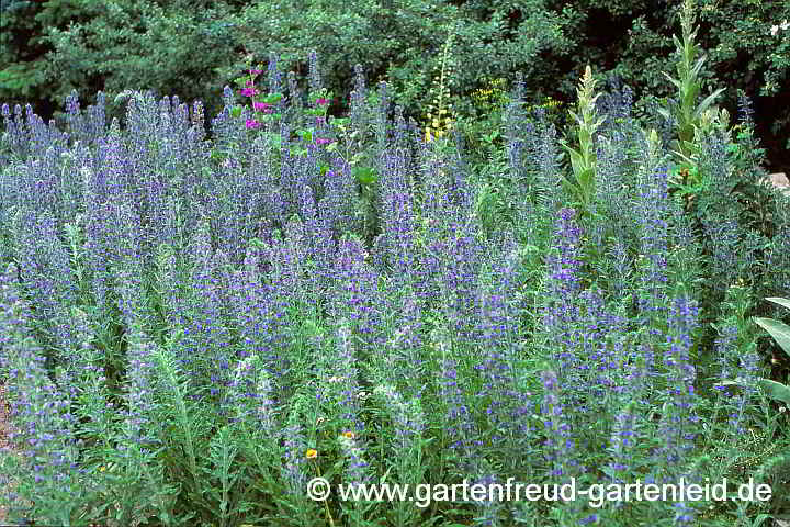 Echium vulgare – Gewöhnlicher Natternkopf