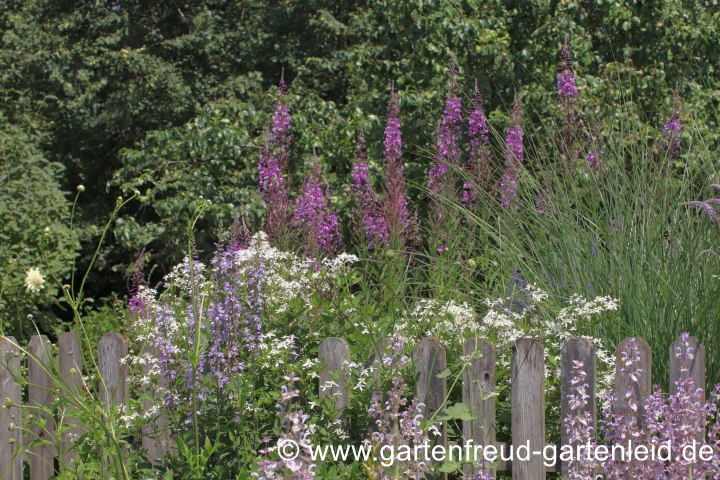 Epilobium angustifolium (Wald-Weidenröschen) als Hintergrund für Clematis mandshurica (Mandschurische Waldrebe)