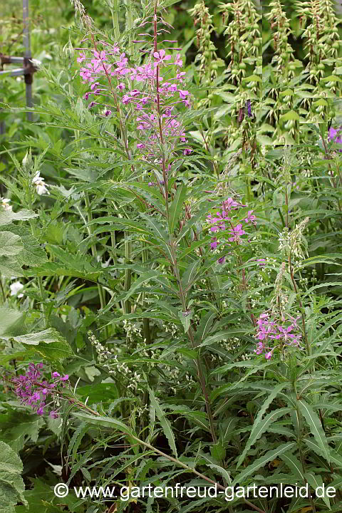 Epilobium angustifolium vor verblühten Campanula latifolia