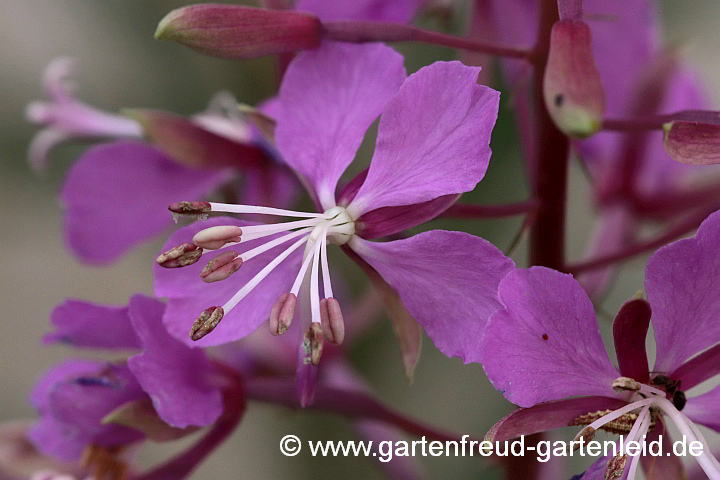 Epilobium angustifolium – Wald-Weidenröschen, Blüte