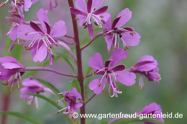 Epilobium angustifolium – Schmalblättriges Weiden­röschen, Blüten