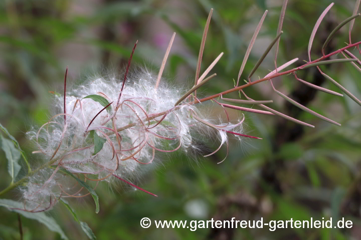 Epilobium angustifolium – Wald-Weidenröschen, Samenstände