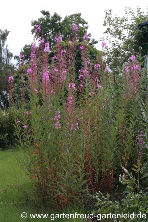 Epilobium angustifolium – Wald-Weiden­röschen, Schmalblättriges Weidenröschen