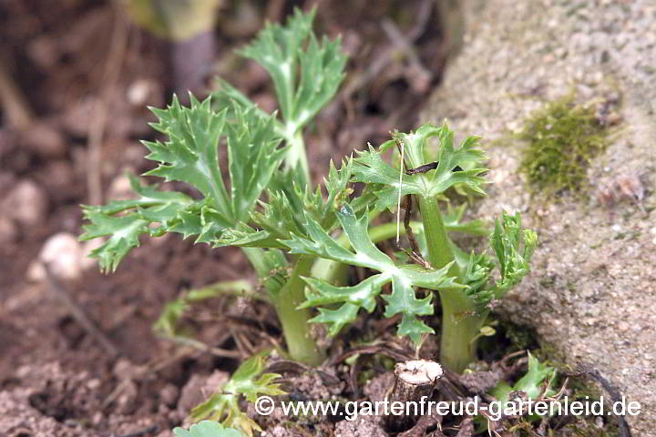 Eryngium bourgatii – Pyrenäendistel, Spanische Mannstreu, Austrieb