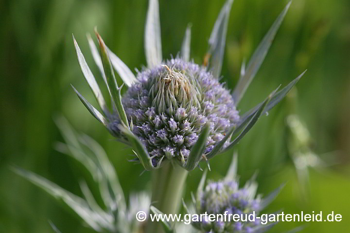 Eryngium bourgatii – Spanische Mannstreu, Pyrenäendistel