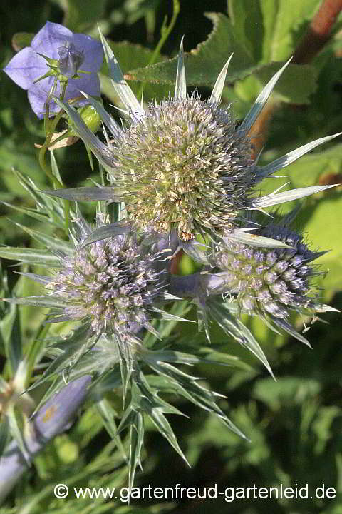 Eryngium bourgatii – Pyrenäendistel, Spanische Mannstreu