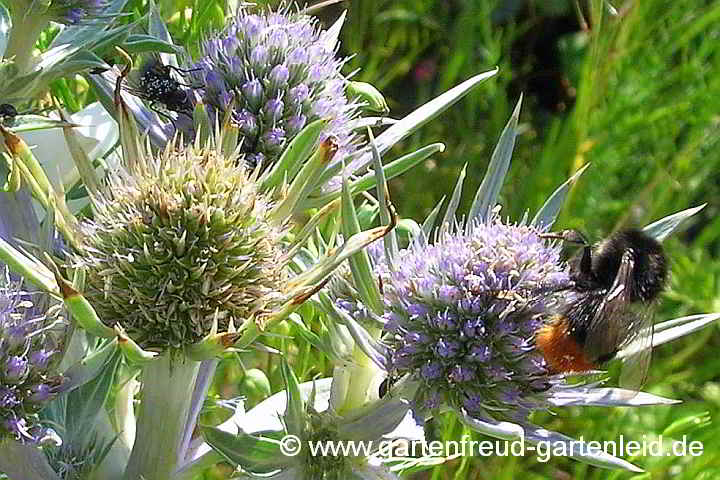 Eryngium bourgatii – Pyrenäendistel, Spanische Mannstreu