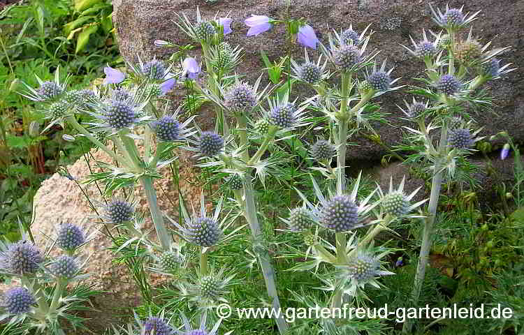 Eryngium bourgatii – Pyrenäendistel, Spanische Mannstreu