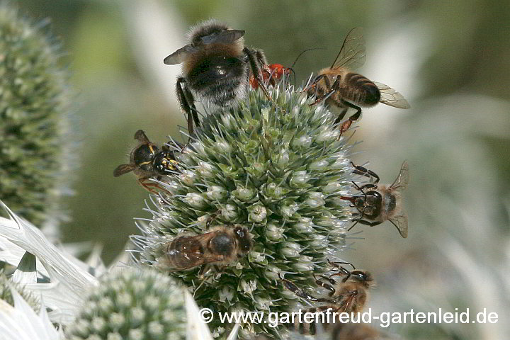 Eryngium giganteum – Elfenbeindistel mit Insekten