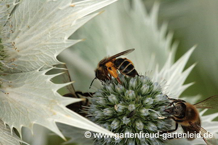 Eryngium giganteum – Elfenbeindistel, Elfenbein-Mannstreu