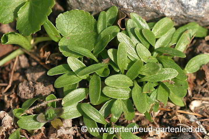 Eryngium giganteum (Elfenbeindistel, Elfenbein-Mannstreu) – Sämlinge