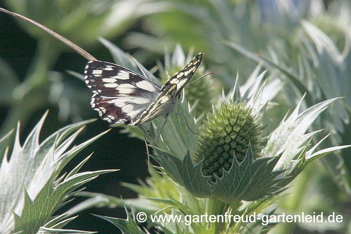 Eryngium giganteum – Elfenbeindistel, Riesen-Mannstreu