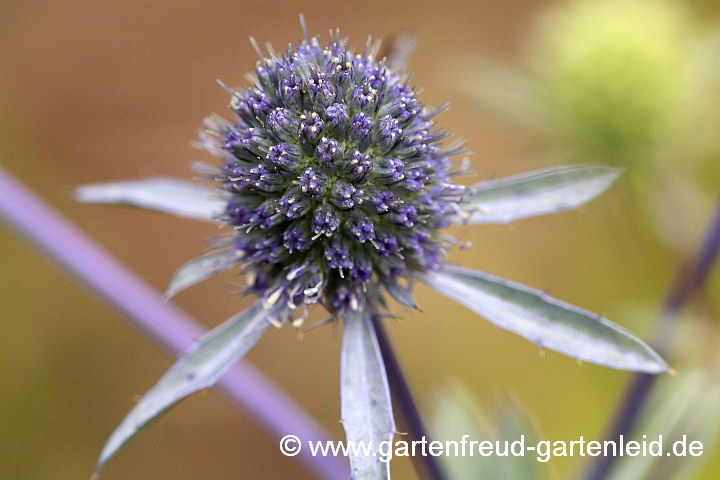 Eryngium planum – Flachblättrige Mannstreu, Kleine Mannstreu