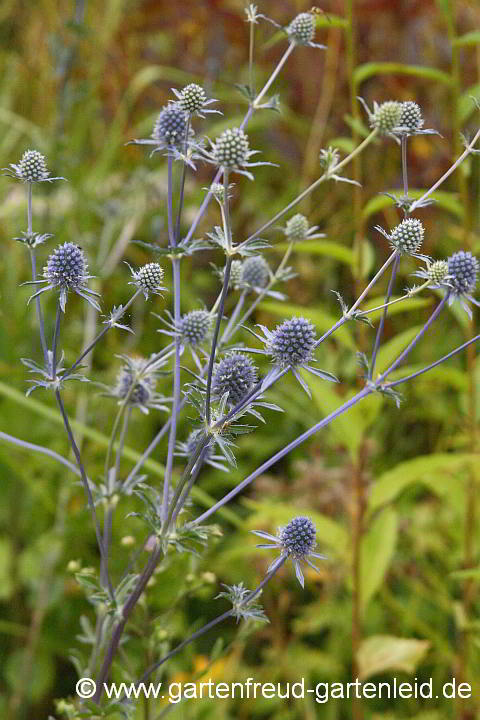 Eryngium planum – Flachblatt-Mannstreu, Kleine Mannstreu