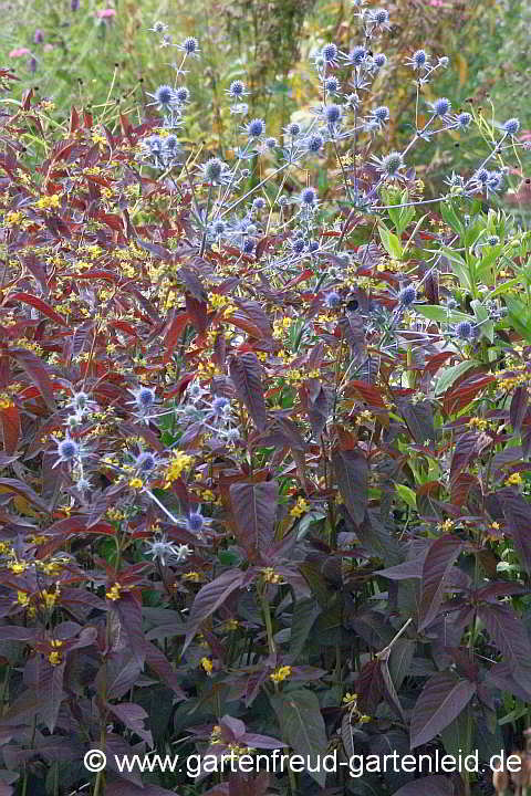 Eryngium planum mit Lysimachia ciliata 'Firecracker'