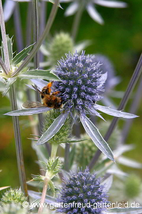 Eryngium giganteum mit Andrena flavipes – Flachblättrige Mannstreu und Gewöhnliche Bindensandbiene