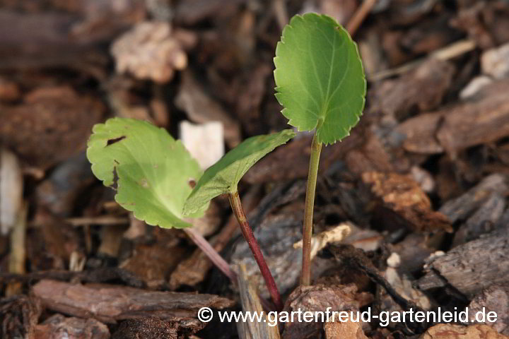 Eryngium giganteum – Flachblättrige Mannstreu, Sämling