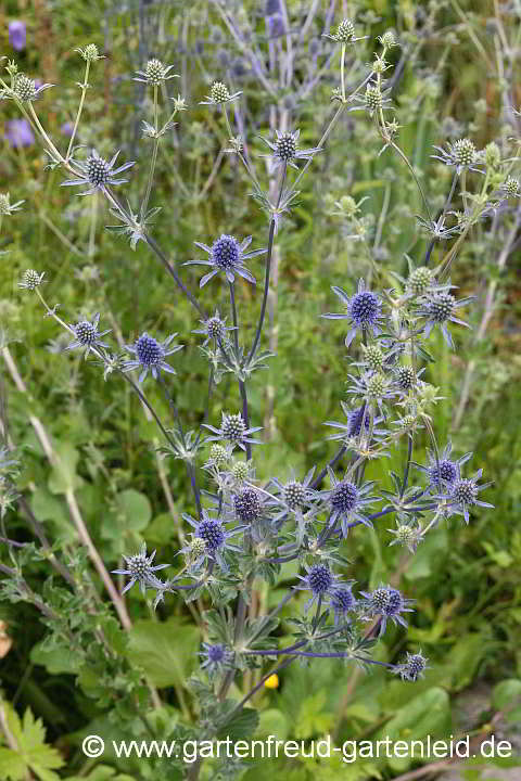 Eryngium planum – Flachblättrige Mannstreu, Kleine Mannstreu