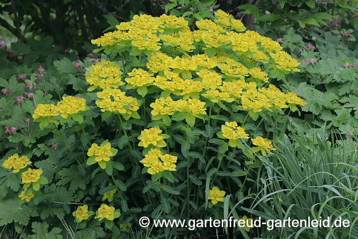 Euphorbia epithymoides – Vielfarbige Wolfsmilch, Gold-Wolfsmilch