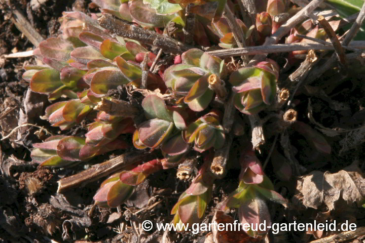 Euphorbia epithymoides – Vielfarbige Wolfsmilch