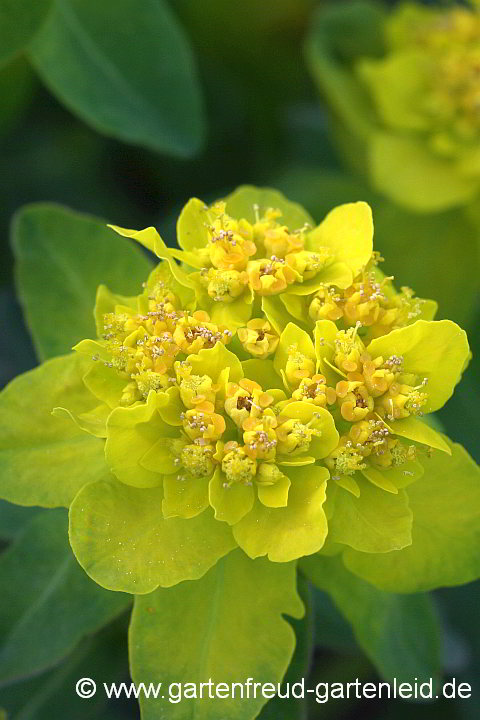 Euphorbia epithymoides – Vielfarbige Wolfsmilch, Blüten