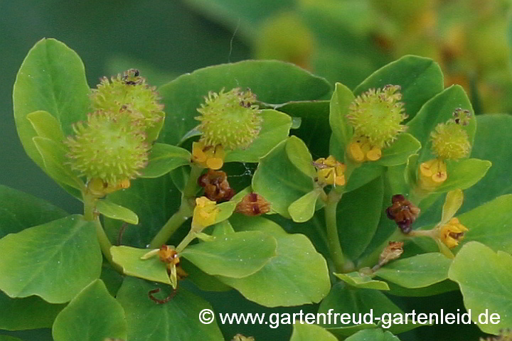 Verblühte Euphorbia epithymoides mit Fruchtansatz – Gold-Wolfsmilch