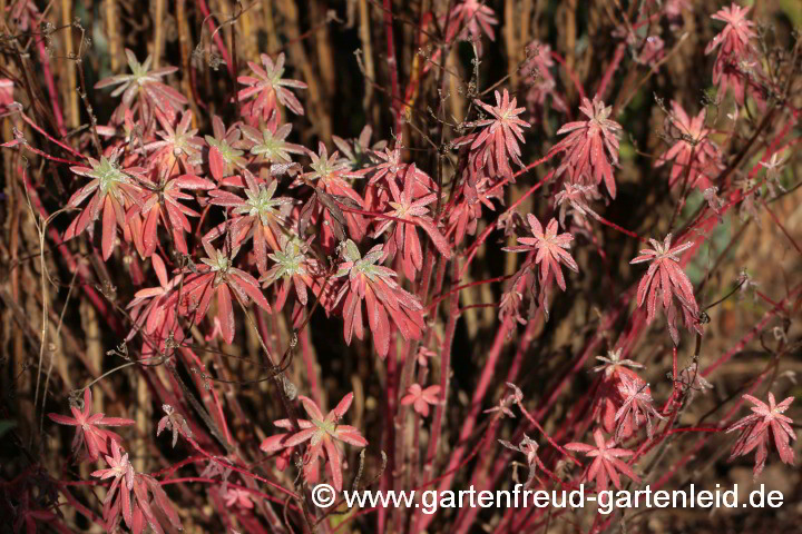 Euphorbia epithymoides – Vielfarbige Wolfsmilch, Herbstfärbung