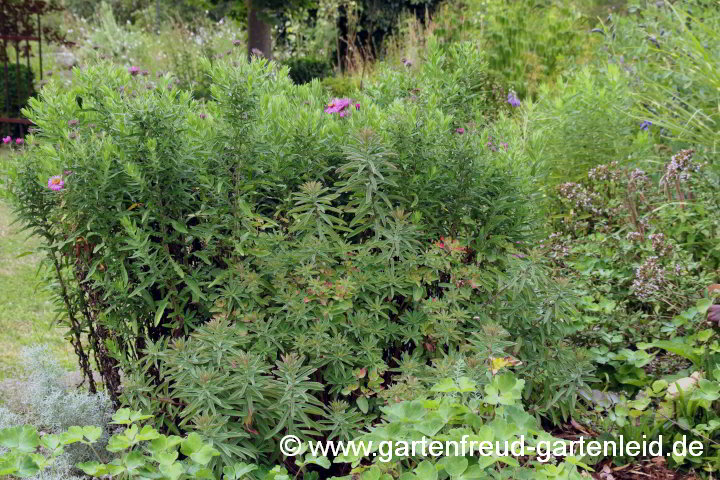 Euphorbia epithymoides und Symphyotrichum novae-angliae – Vielfarbige Wolfsmilch und Raublatt-Aster