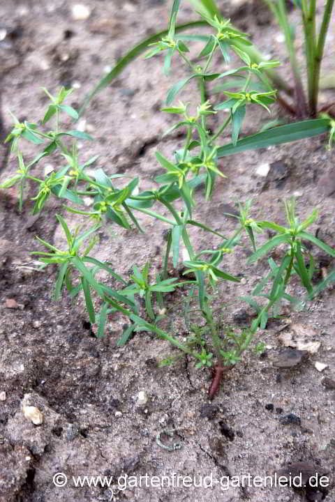 Euphorbia exigua – Kleine Wolfsmilch