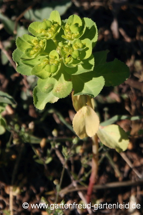 Euphorbia helioscopia – Sonnwend-Wolfsmilch