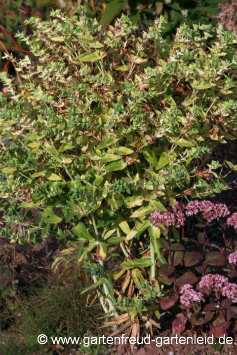 Euphorbia lathyris – Kreuzblättrige Wolfsmilch