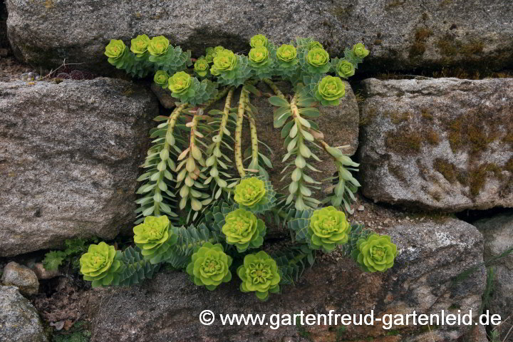 Euphorbia myrsinites – Walzen-Wolfsmilch