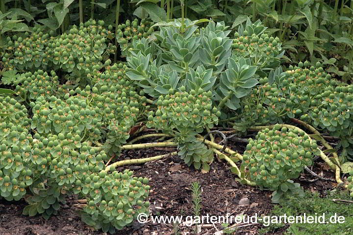 Euphorbia myrsinites – Walzen-Wolfsmilch mit Fruchtschmuck