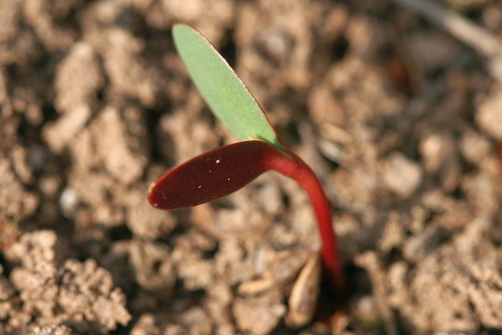 Euphorbia myrsinites – Walzen-Wolfsmilch