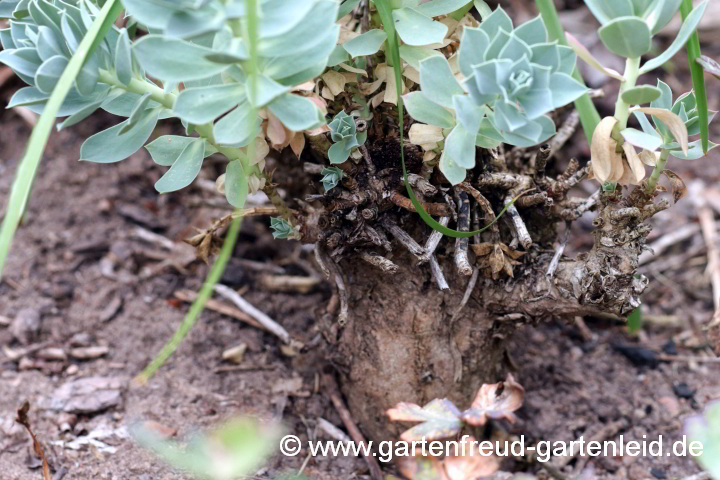 Euphorbia myrsinites – Walzen-Wolfsmilch mit Stammbildung