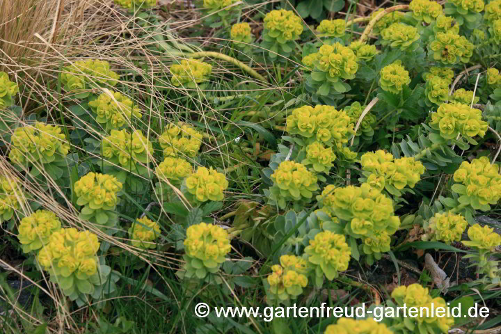 Euphorbia myrsinites – Walzen-Wolfsmilch, Myrten-Wolfsmilch