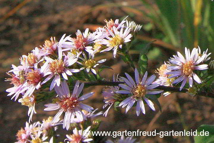 Sämling von Eurybia divaricata – Weiße Wald-Aster