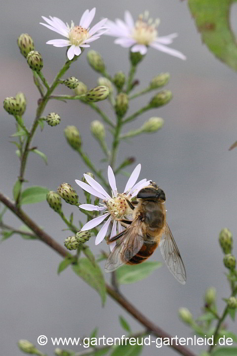 Eurybia divaricata – Weiße Wald-Aster