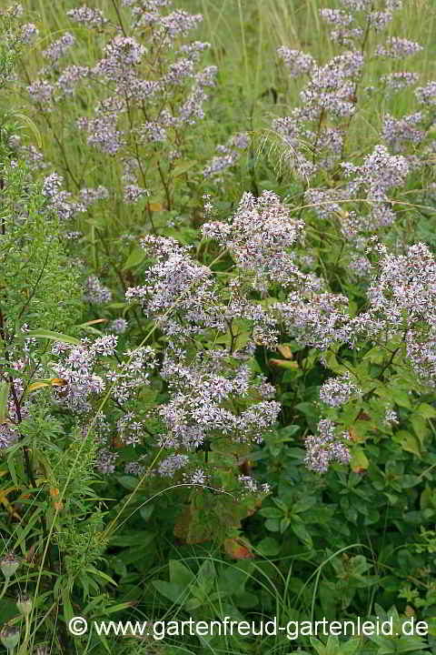 Eurybia divaricata – Weiße Wald-Aster