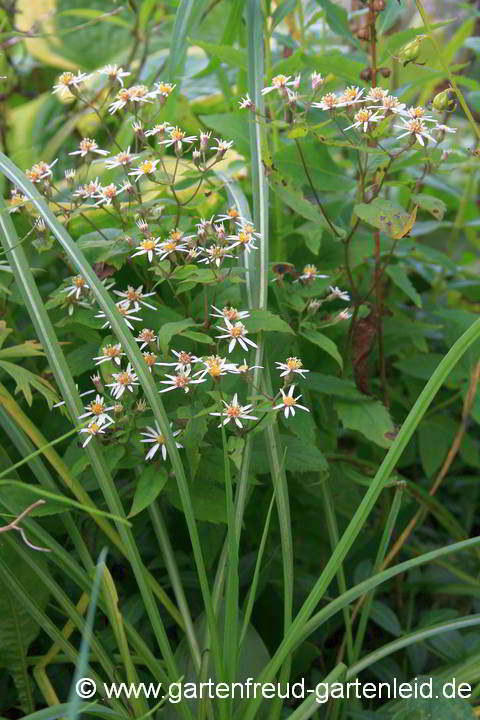 Eurybia macrophylla (Aster macrophyllus) – Großblättrige Aster