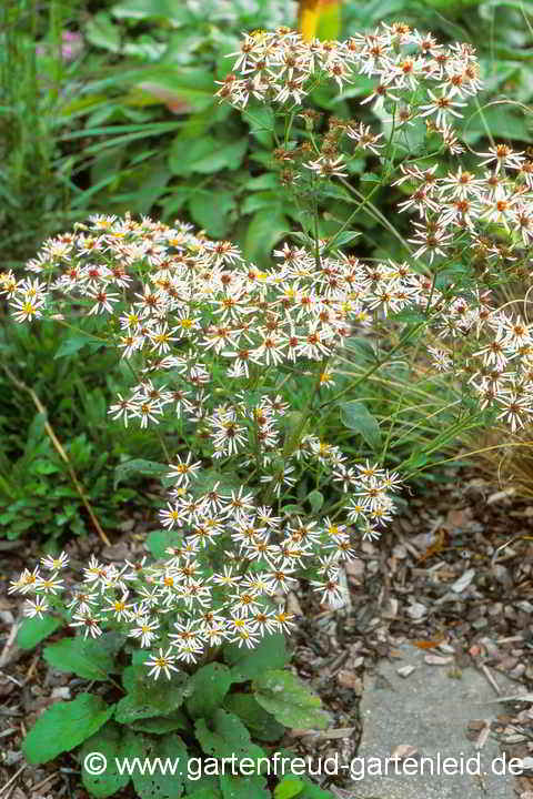 Eurybia macrophylla (Aster macrophyllus) – Großblättrige Aster