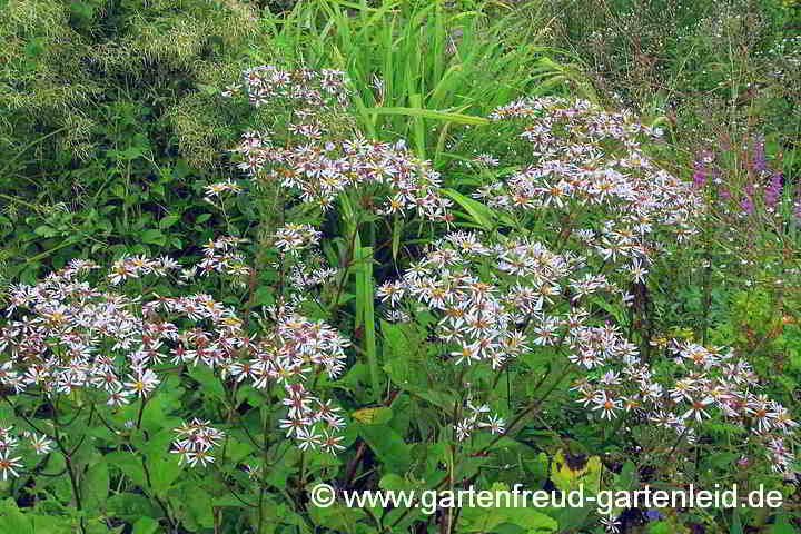 Eurybia macrophylla (Aster macrophyllus) – Großblättrige Aster