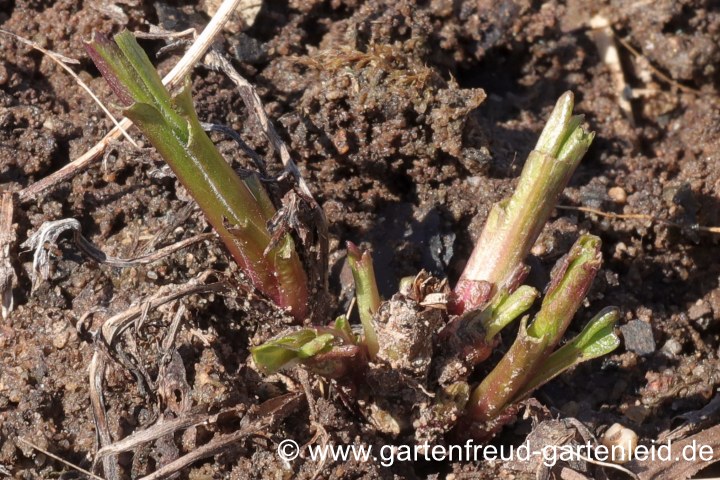 Eurybia sibirica (Sibirische Aster, Arktische Aster, Polaraster) – Austrieb