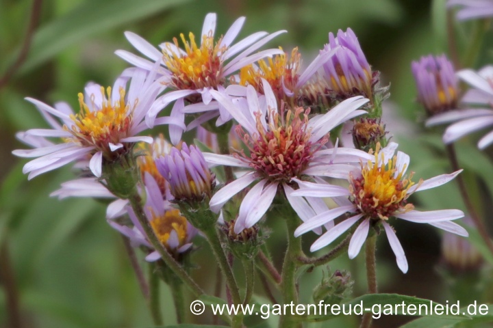 Eurybia sibirica (Aster sibiricus) – Sibirische Aster, Arktische Aster, Polaraster