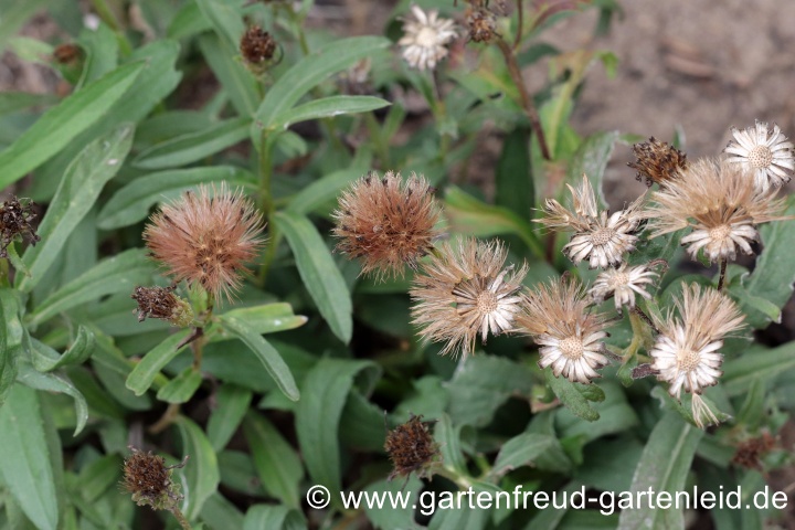 Eurybia sibirica (Aster sibiricus) – Sibirische Aster, Arktische Aster, Polaraster Mitte August