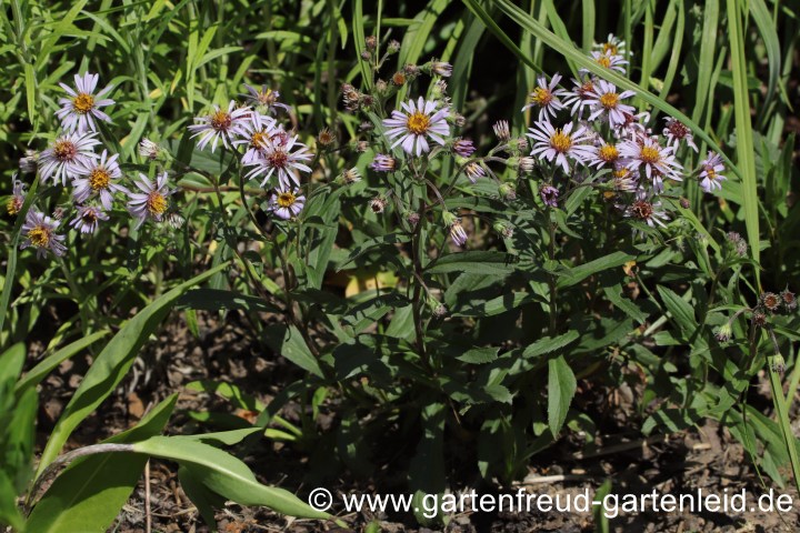 Eurybia sibirica (Aster sibiricus) – Sibirische Aster, Arktische Aster, Polaraster